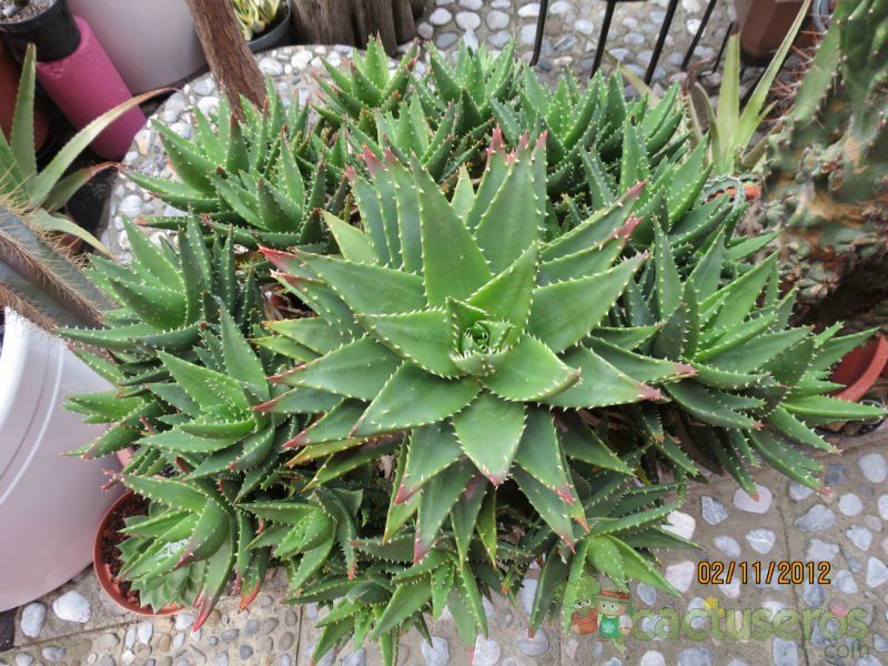 A photo of Aloe perfoliata 