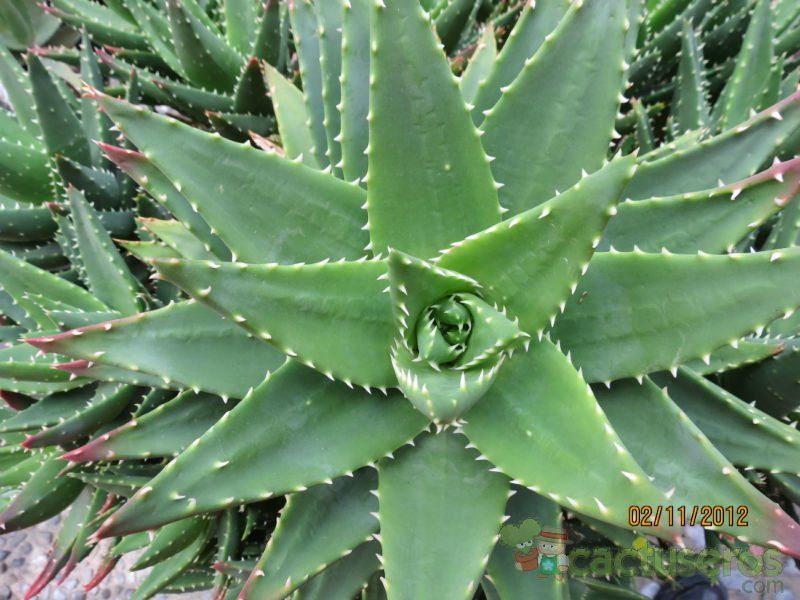 A photo of Aloe perfoliata 