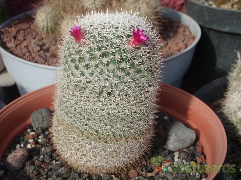 A photo of Mammillaria albilanata ssp. albilanata