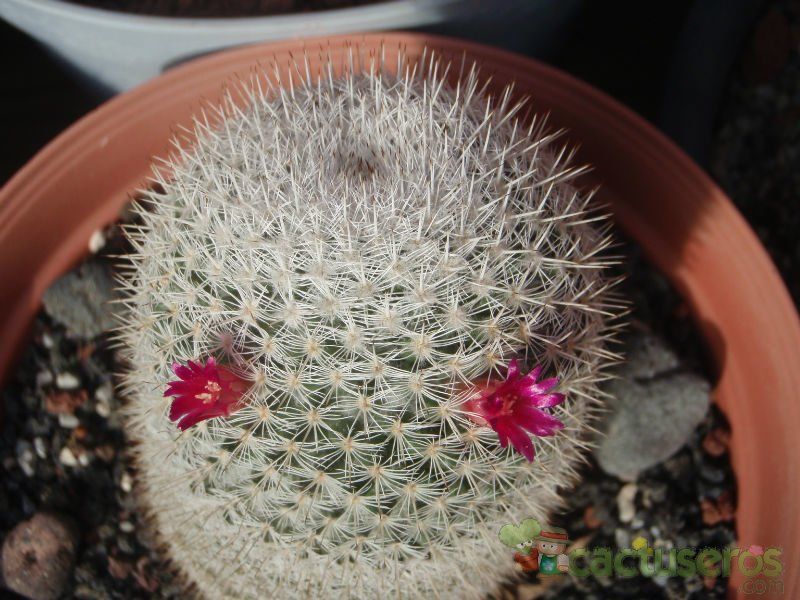A photo of Mammillaria albilanata ssp. albilanata