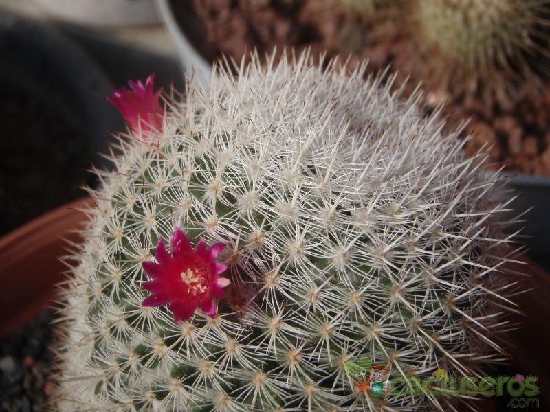 A photo of Mammillaria albilanata ssp. albilanata