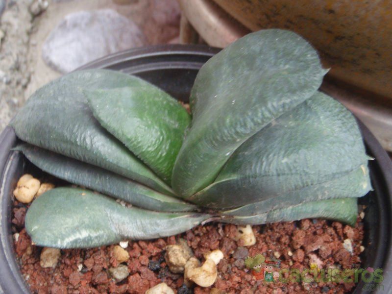 A photo of Gasteria glomerata