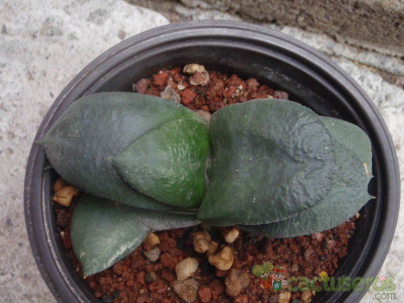 A photo of Gasteria glomerata