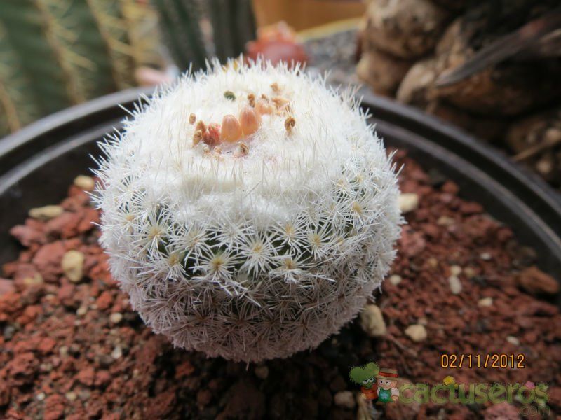 Una foto de Epithelantha micromeris