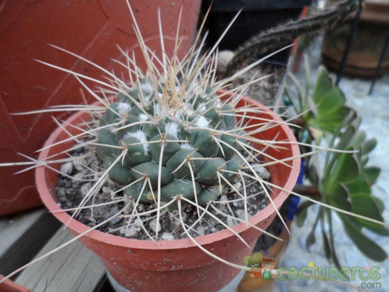 Una foto de Mammillaria compressa ssp centralifera