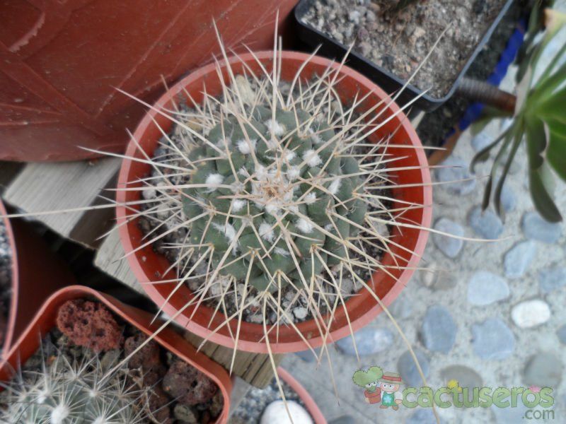 Una foto de Mammillaria compressa ssp centralifera