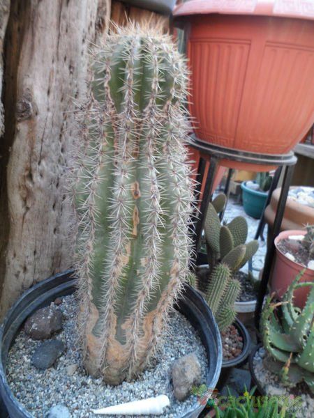 A photo of Carnegiea gigantea