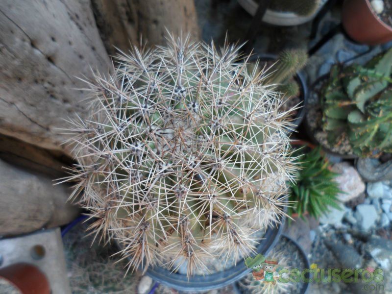 A photo of Carnegiea gigantea
