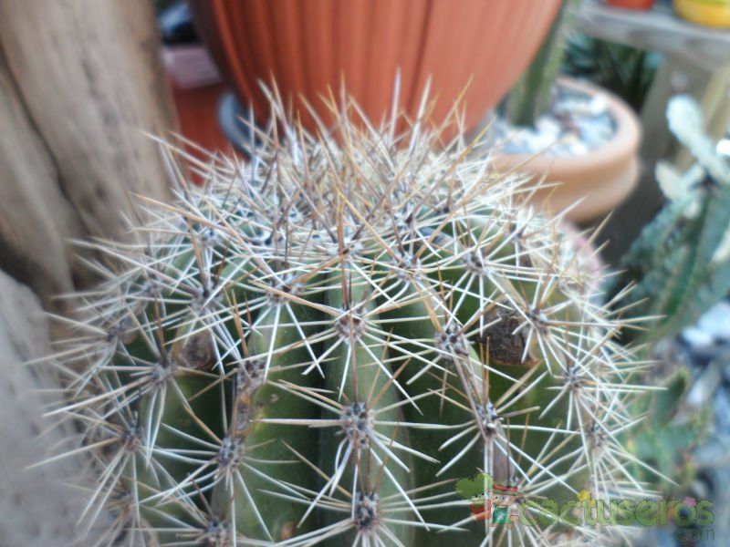 A photo of Carnegiea gigantea