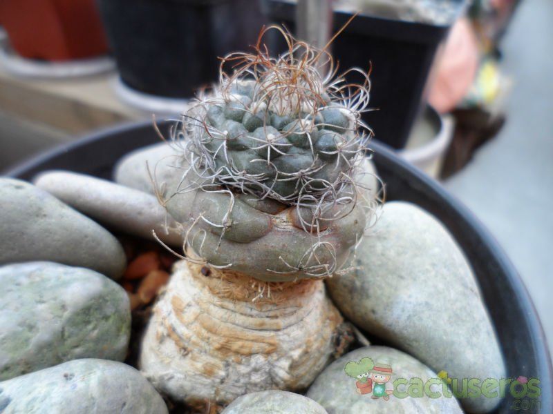 Una foto de Turbinicarpus pseudomacrochele