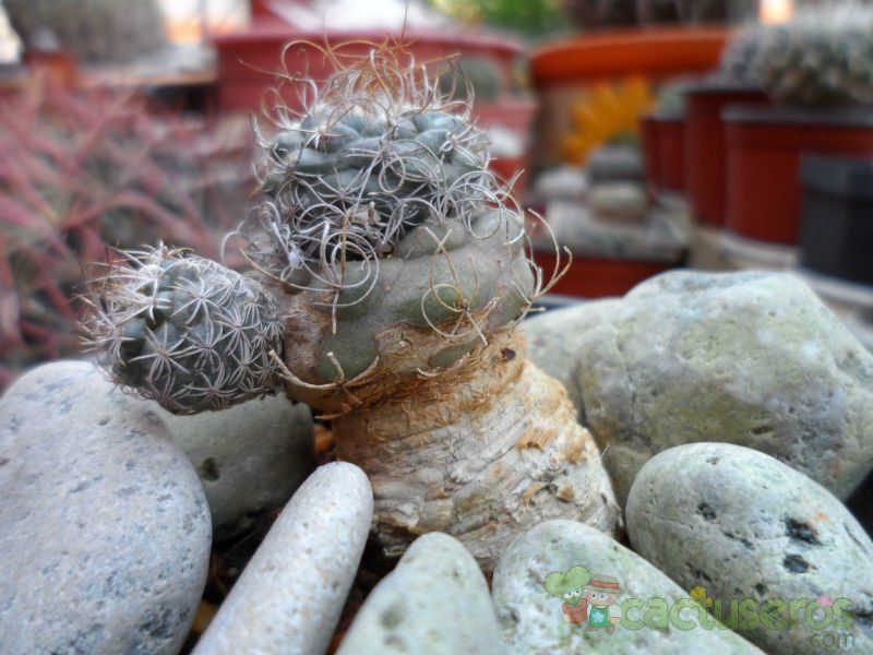 Una foto de Turbinicarpus pseudomacrochele
