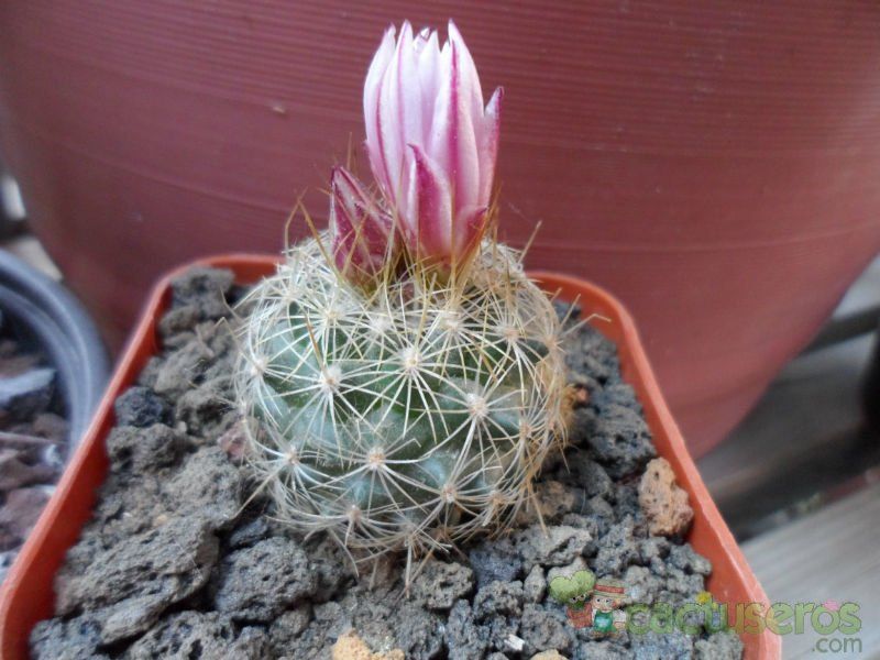 Una foto de Turbinicarpus saueri ssp. knuthianus
