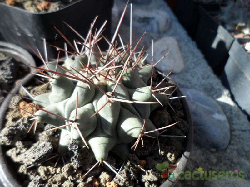 A photo of Thelocactus rinconensis