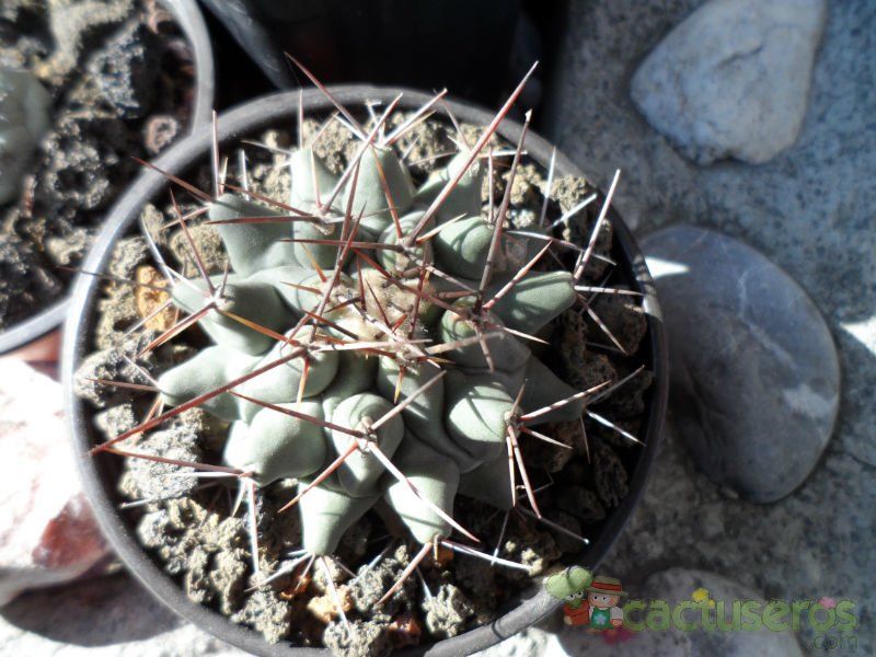 A photo of Thelocactus rinconensis