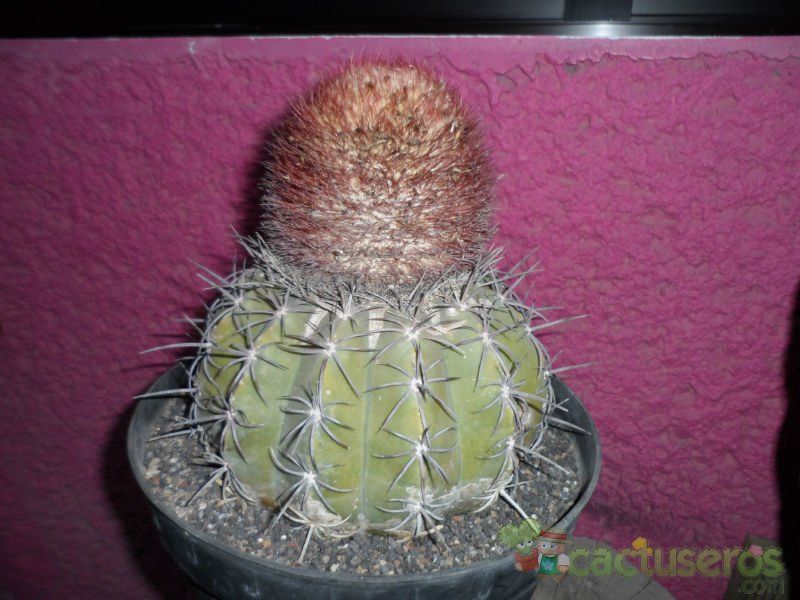 A photo of Melocactus glaucescens