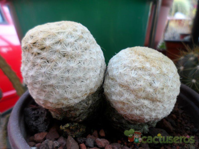 A photo of Mammillaria herrerae