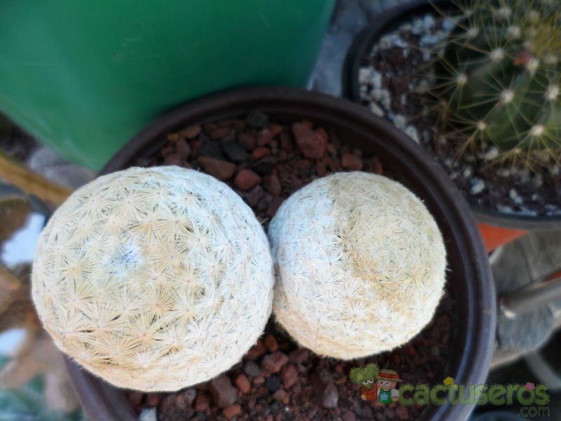 A photo of Mammillaria herrerae