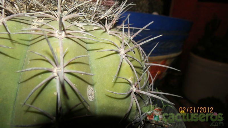 A photo of Melocactus glaucescens