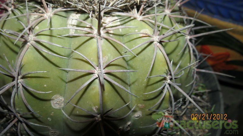 A photo of Melocactus glaucescens