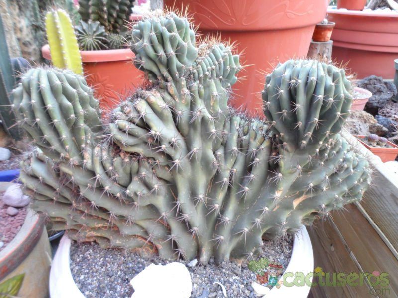 A photo of Cereus hildmannianus f. monstruosa