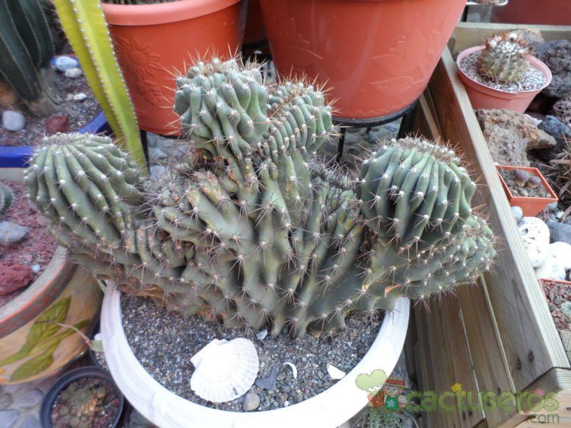 A photo of Cereus hildmannianus f. monstruosa