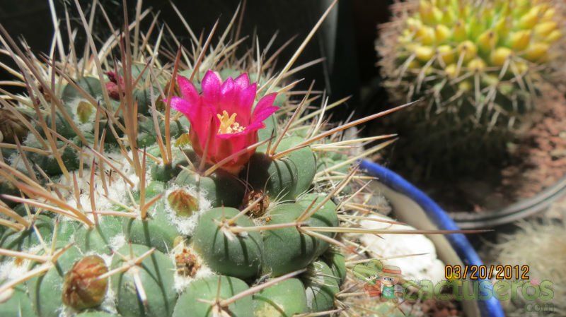 Una foto de Mammillaria compressa ssp centralifera