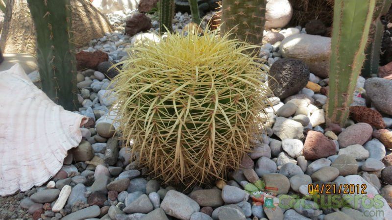 Una foto de Echinocactus grusonii