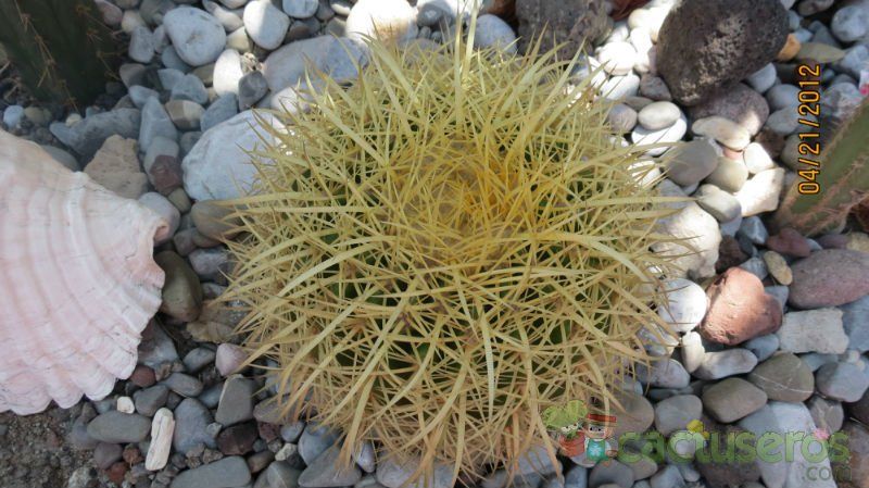 Una foto de Echinocactus grusonii