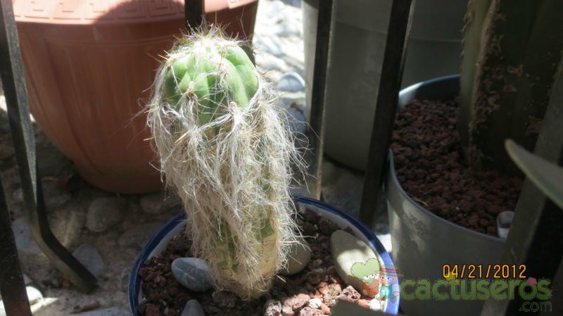 A photo of Oreocereus celsianus