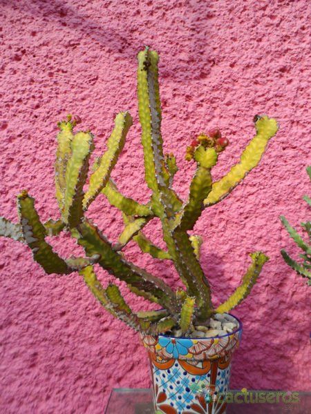 A photo of Euphorbia pseudocactus