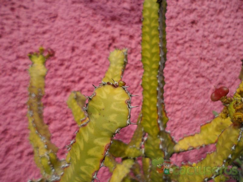 A photo of Euphorbia pseudocactus