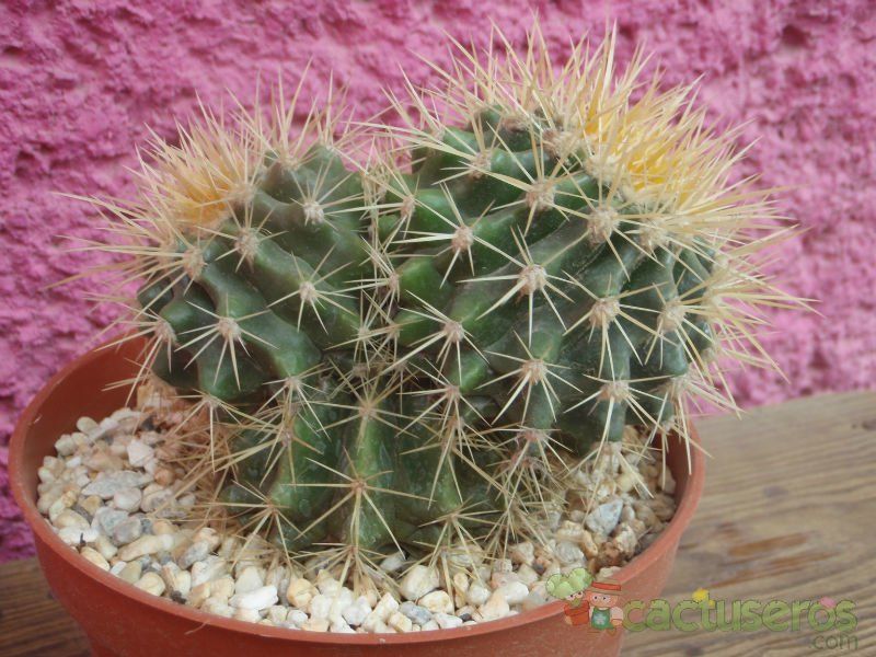 Una foto de Echinocactus grusonii