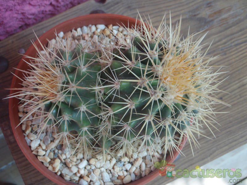 Una foto de Echinocactus grusonii
