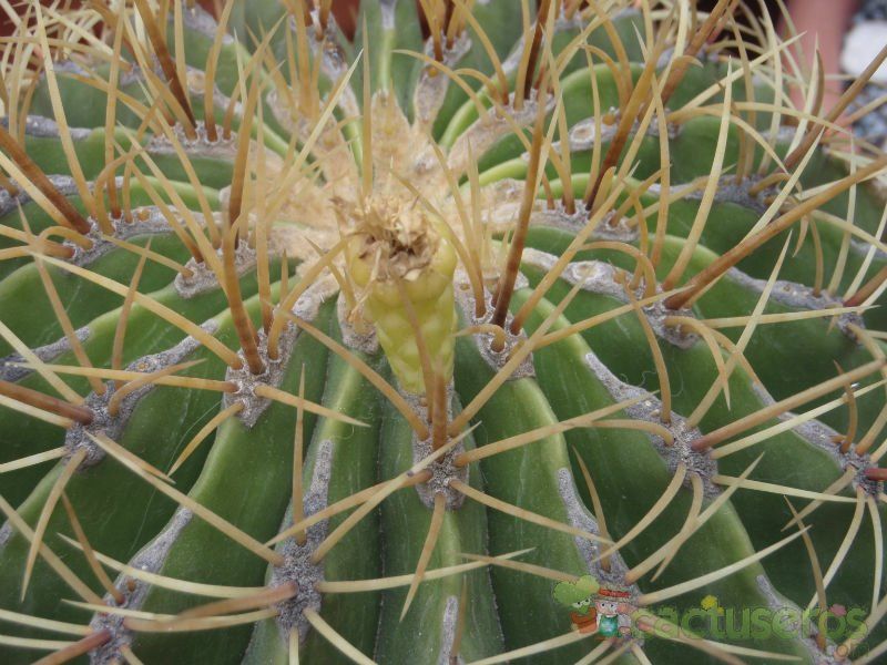 A photo of Ferocactus glaucescens