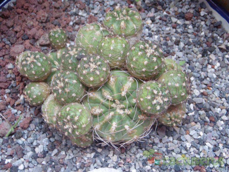 Una foto de Matucana polzii
