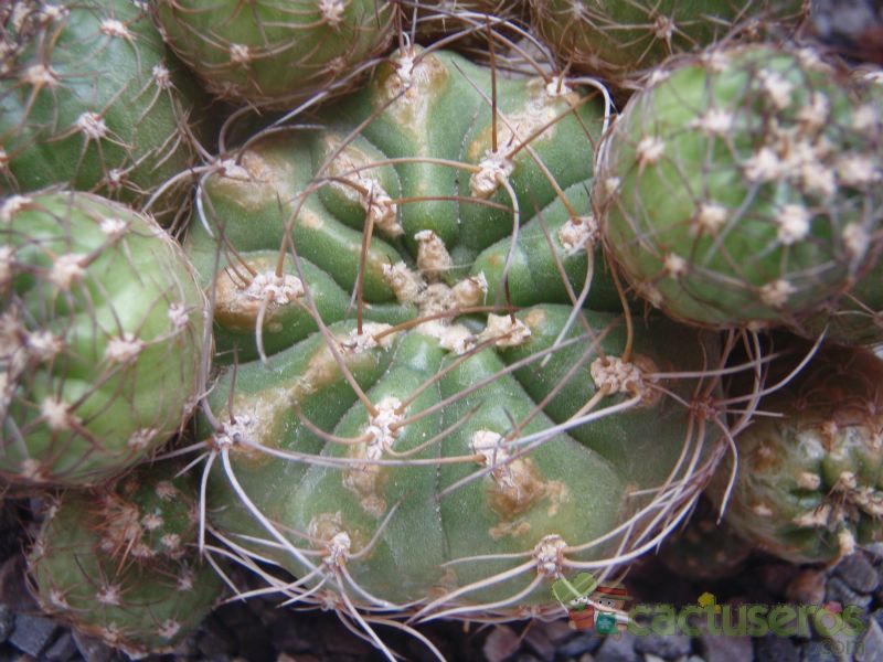 Una foto de Matucana polzii