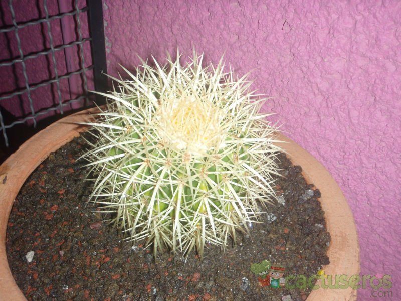 A photo of Echinocactus grusonii