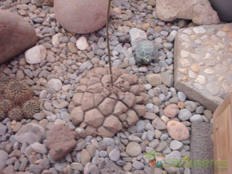 Una foto de Dioscorea mexicana