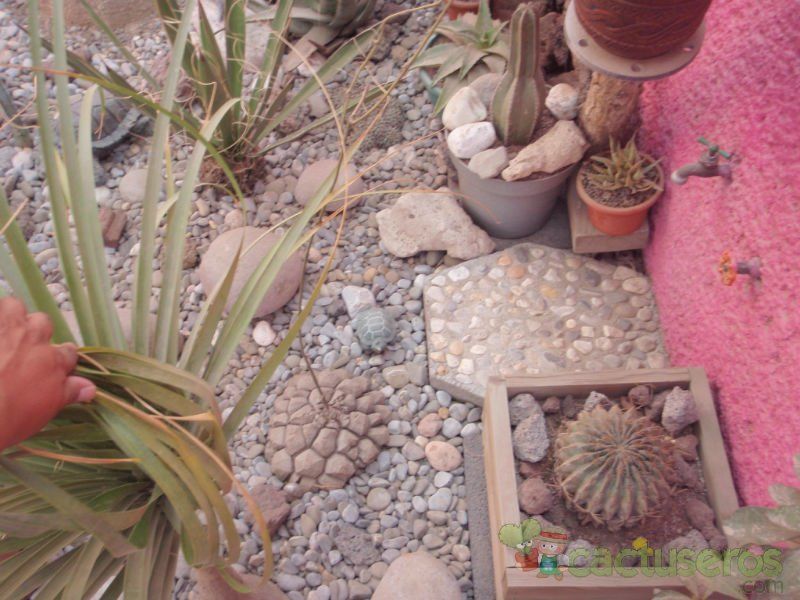Una foto de Dioscorea mexicana