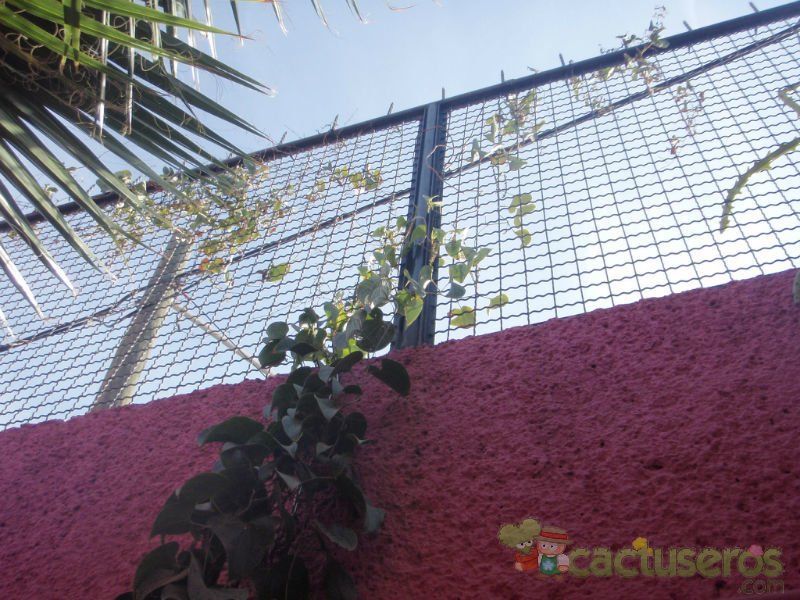 Una foto de Dioscorea mexicana