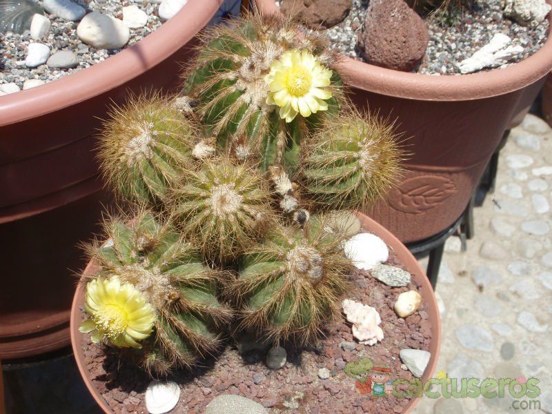 A photo of Parodia schumanniana