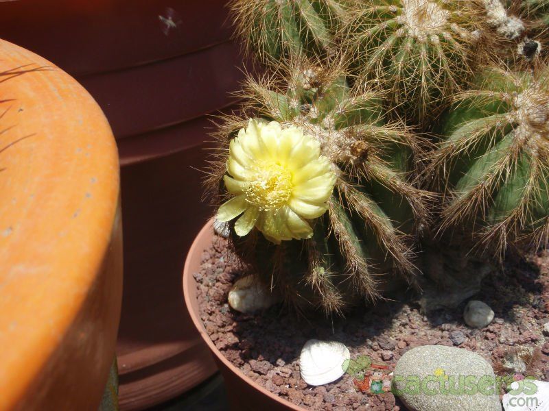 A photo of Parodia schumanniana