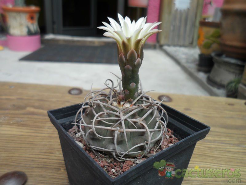 A photo of Gymnocalycium spegazzinii