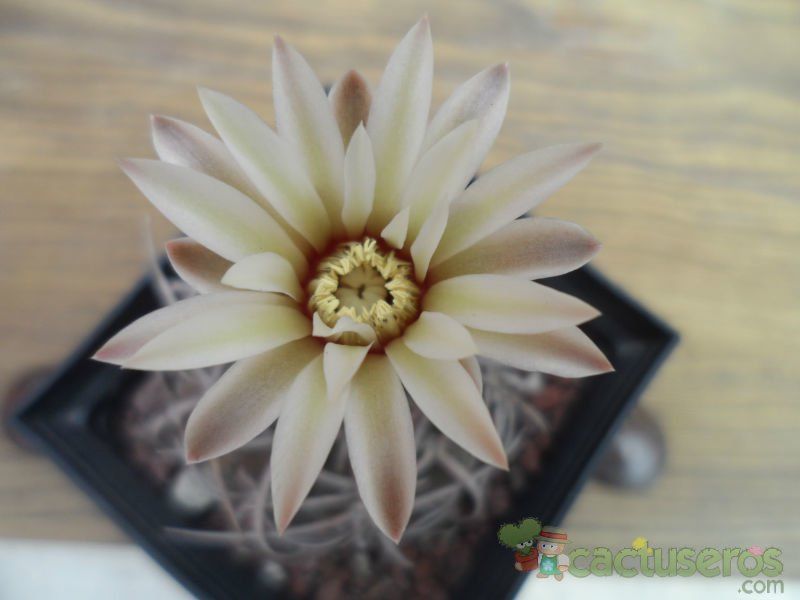 A photo of Gymnocalycium spegazzinii