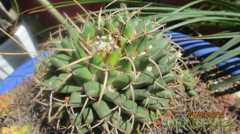 Una foto de Mammillaria magnimamma