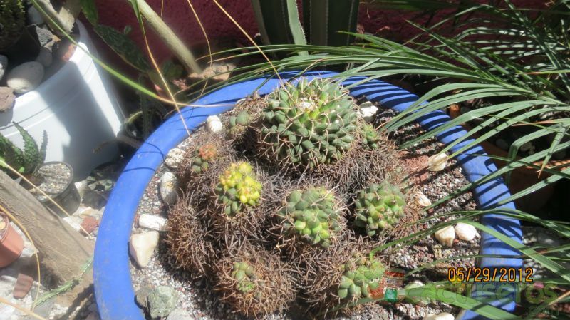 Una foto de Mammillaria magnimamma