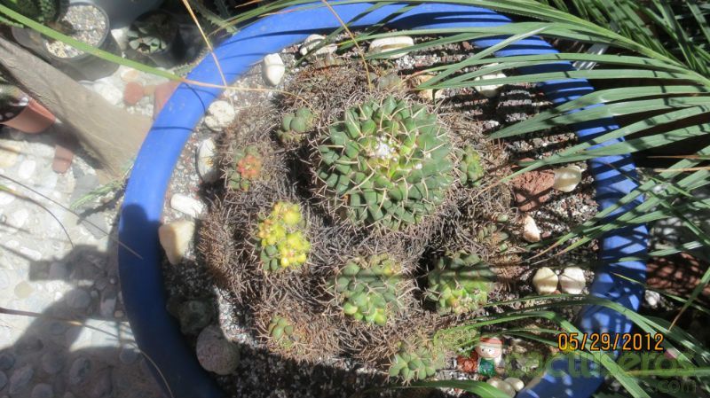 Una foto de Mammillaria magnimamma