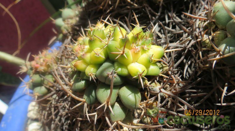 Una foto de Mammillaria magnimamma