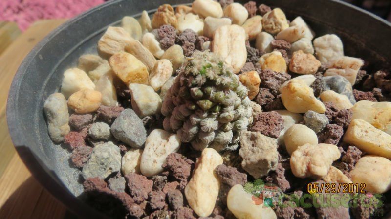 Una foto de Mammillaria theresae