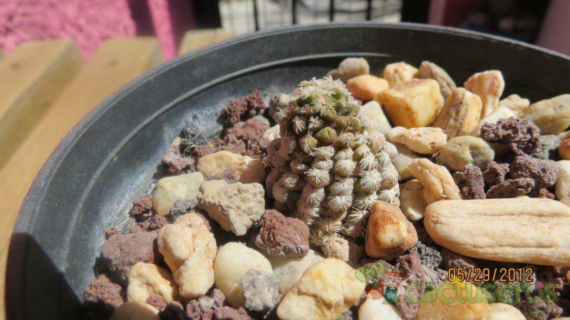 Una foto de Mammillaria theresae
